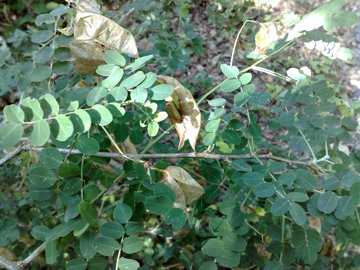 Un baccello strano - Colutea arborescens